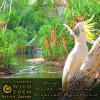 Birds of the North Australian Tropical Rainforest (feat. Dr Eric Fassbender) cover artwork